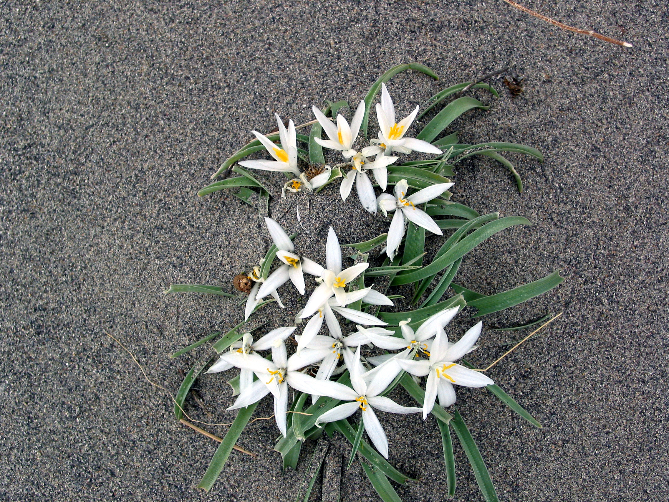 sand lily, star lily, mountain lily (Leucocrinum montanum)